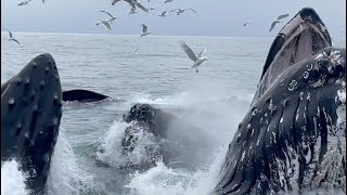 Humpback Whales Bubblenet Feeding in Resurrection Bay out of Seward, Alaska!