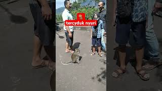 monyet tercyduk nyuri #monyetbedugul #monyet