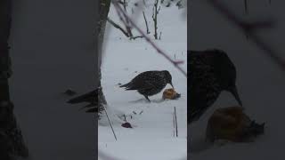 Зимующий скворец.(Sturnus vulgaris).