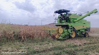 Popcorn Harvesting with Combine Harvester Amazing work in Field Performance