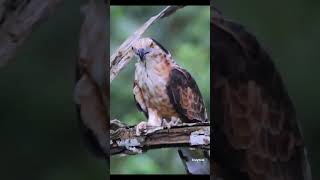 Jerdon's baza. Beautiful raptor eating a large size Grasshopper #rare #trending #viral #birds #canon