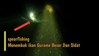 Spearfishing Menembak ikan Gurame Besar Dan ikan Sidat Di malam hari