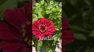 Nature and Zinnias