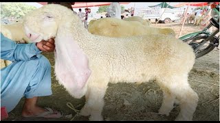 KAJLA-MUNDARA | BAKRA MANDI PAKSITAN | SHAHPUR KANJRA RATES HIGH QUAILTY GOATS | WEDNESDAY UPDATE 22