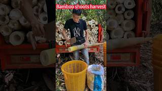 Bamboo shoots are easy to grow, simple and labor-saving, fast cutting。竹筍種植輕輕鬆松，簡單省力，快速切割，美味可口，營養豐富