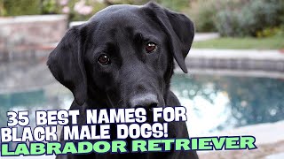 35 Best Names for Black Male Labradors! 🐾