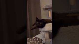 Cats can understand English well #funnyvideo #usacats #funny #catsusa #catfunny #pets #catenglish