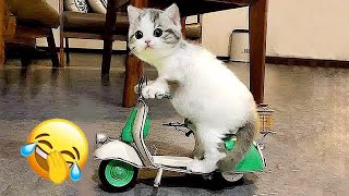 😂🤣 Best Cats and Dogs Videos 😹😅 Funny And Cute Animal Videos 2023 # 13