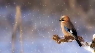 Winter Jay and Snow (animated photo test) [Moho Pro 12]