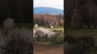 spring in the Jizera Mountains Poland