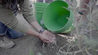 How To Plant a 5 Gallon Tree