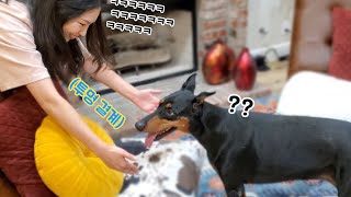 강아지를 만지는 척만 했을 때 반응ㅋㅋㅋㅋ (feat.투명 결계) 🐕도베르만 몰카