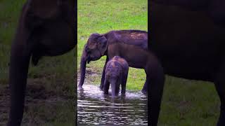 Thekkady Lake Elephants #shorts #youtubeshorts