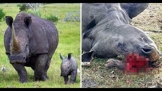 White rhino k illed for just 1cm of horn leaving her baby orphaned