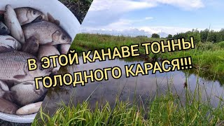 Рыбалка на карася летом на поплавок #рыбалка #рыбалка2023 #карась