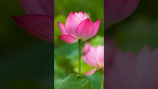 Lotus flower #lotusgarden #lotus #lotus