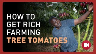 No College? No Problem! How to Get Rich Farming Tree Tomatoes