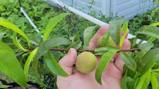 Pittman's Pumpkin Patch/Garden Patch part 1 2021