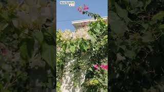 white Bougainvillea flowers creeping on a wall. Vinca, periwinkle. #garden #home #bougainvillea