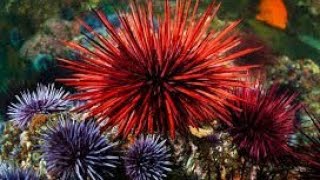 Unraveling the Enigma of Sea Urchins | Sea Urchins