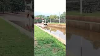 Team belvai | kudhi #kambala | gopi mode|