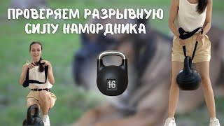 Какой намордник лучше выбрать? Прочный! Универсальный намордник- контроллер от компании Соломон