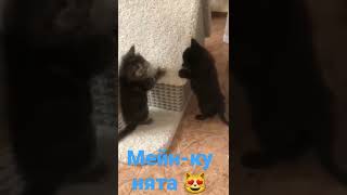 Мейн кун котята играют #shorts