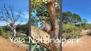 Vlog 16 - Backpacking Sri Lanka // Yala Nationalpark