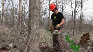 How To Conventionally Fell A Tree (The basics)