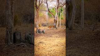 Live 12/04 Tiger Update 🐯🐅 | Nagarhole Tiger Report #tiger #shorts #trendingshorts