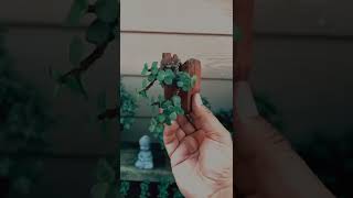 Little jade Bonsai  🪴 Green Garden 🏡