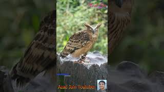 उल्लू पक्षी || Owl Bird Video Shorts || Ullu Bird pakshi #owl #birds #bird #ullu #उल्लू #animals