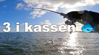 3 i kassen 🐟 Havørred fiskeri 🎣