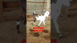 Masha Allah top quality goat love my goat #animal #goatfarming #babygoats