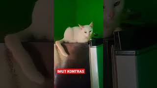 IMUT BANGET #shorts #kucing #kucingimut #kucinglucu #kucingkampung #cats #viral #istanalokajaya