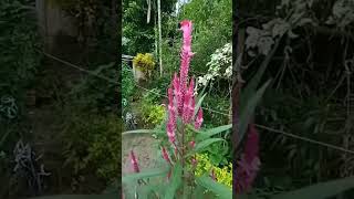 Hibiscus Flower || pink colour || Garden