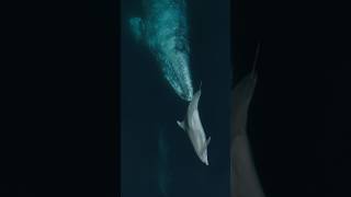 Dolphin plays with HUGE whale! 🐋