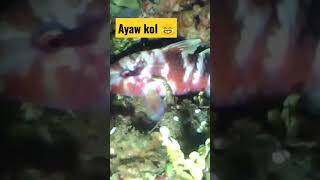 ANG GANDA NG KULAY NG TIMBUNGAN #viralvideo #viralshorts #highlights #trending #shorts #short