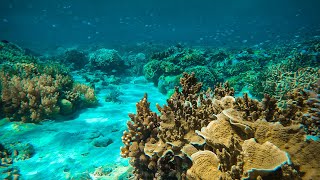 ISTIMEWA !! | INDAHNYA BAWAH LAUT GILI LAWANG, SUGIAN, LOMBOK TIMUR | 4K