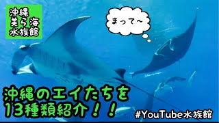 沖縄エイ図鑑／沖縄美ら海水族館［YouTube水族館］#エイ #ray