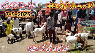 Sindhi Hotel Bakra Mandi Latest Update | 7 May 2023 | Bakra Mandi Today | Karachi Bakra Mandi 2023 |