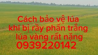 Rầy phấn trắng, nguy hiểm. vàng lá, thất mùa.khăc phục. 0939220142.#nguyễnngào