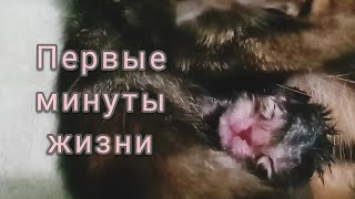 Котенок в маминых объятьях. 14.04.21 в 8:30 наша Мышка стала мамой. Позже покажу роды кошки.