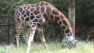 Giraffe1