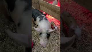 Baby pigs under the lights!