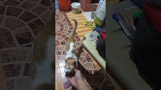 Her name is Harin | Harinrin ku | Furcat | #furbaby #cat #catlover #cats #catvideos