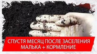 Спустя месяц после заселения + кормление