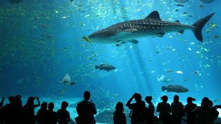 Dubai mall aquarium zoo  #dubai #india #uae #assam #uk #mumbai #america #indonesia