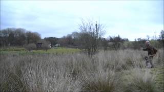 Gundog on mark and blind in bog with a fence to jump (2nd exercise)