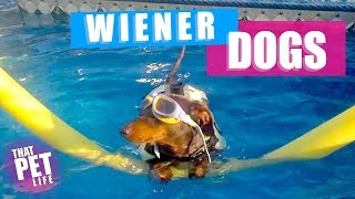 Wiener Dogs Make The World A Better Place | Funny Dachshund Video